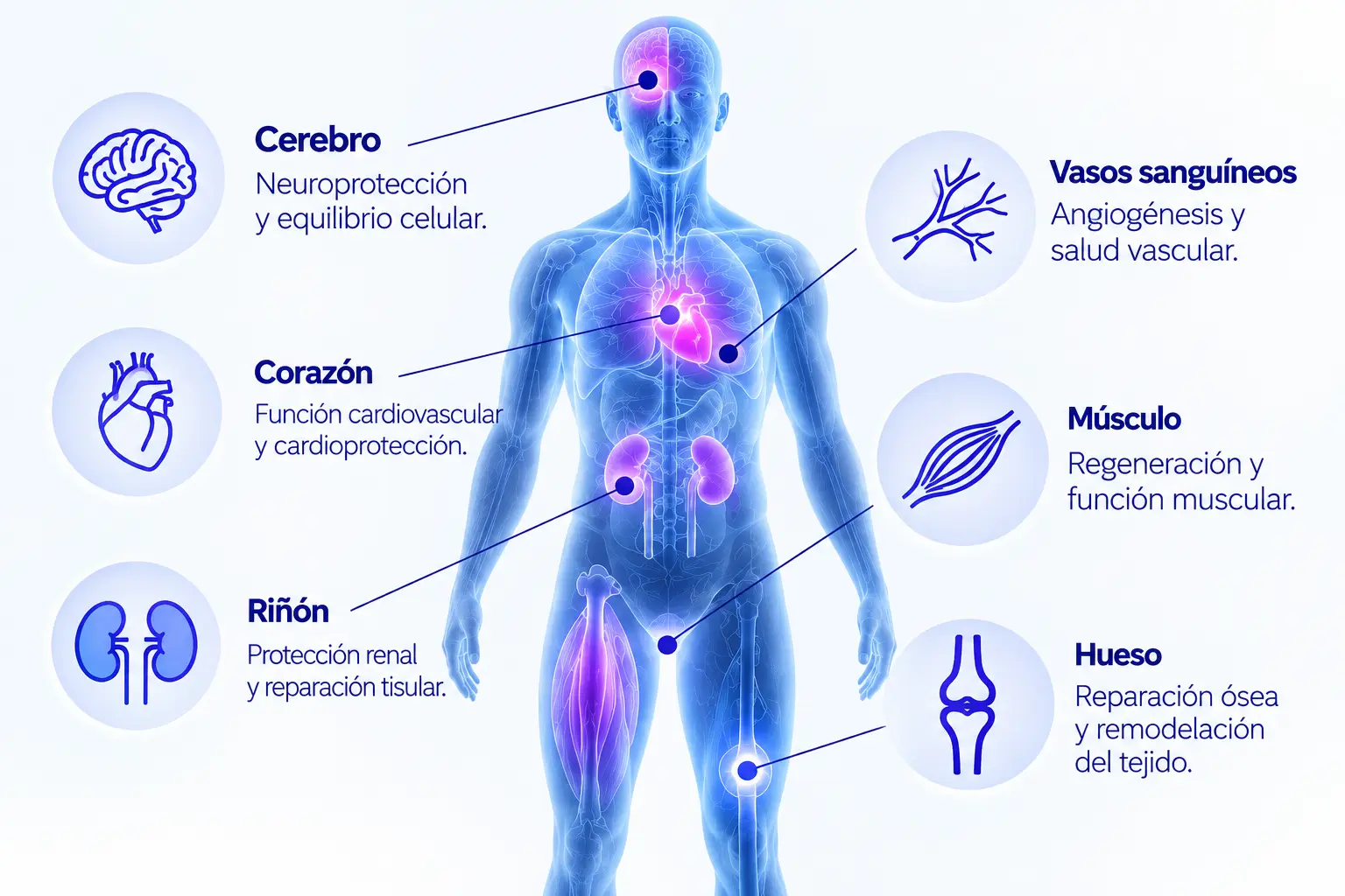 Cuerpo humano y órganos